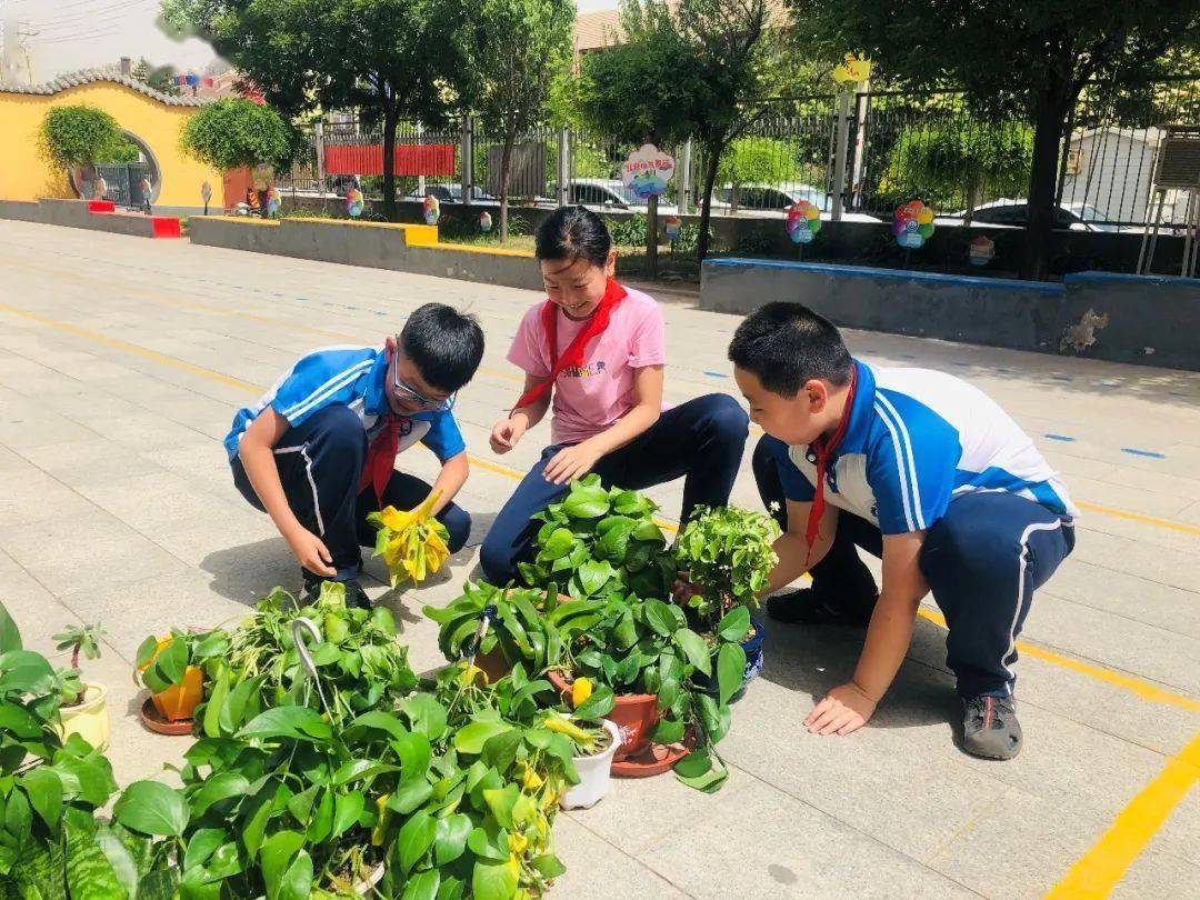 校园里惊现了一座座小花坛 红的 绿的笑开了花 青山区