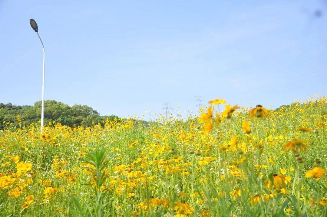 沿著北侖這條公路花開成海收穫一路好心情