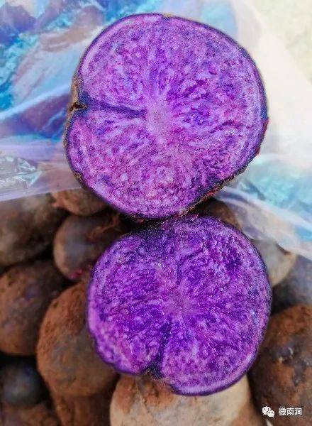 杨建宏拿着刚挖出的紫洋芋马铃薯在云南多数称之为洋芋,是重要的粮食