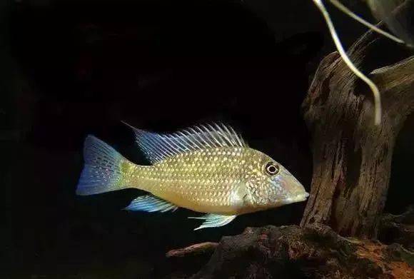 [水族生物] 食土鲷种类大全(上)_学名