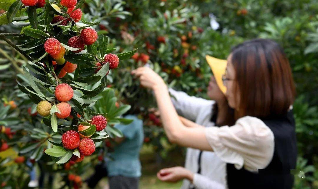 上虞这些地方杨梅采摘基地来了是你家附近吗