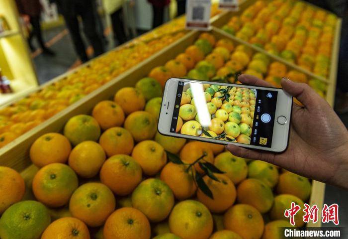 湖北秭归淘宝天猫直播助农兴产业 共绘中国脐橙之乡振兴画卷