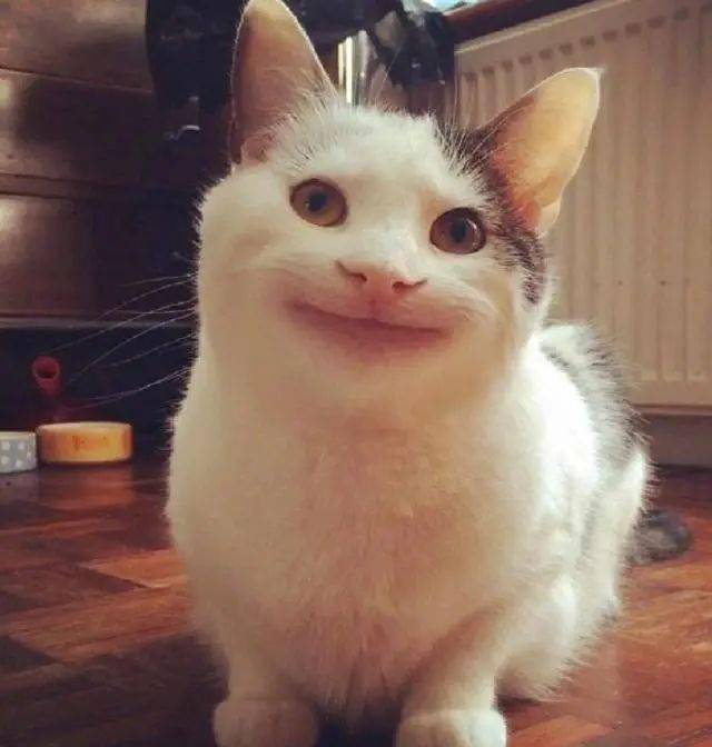 恐怖微笑猫哈士奇图片