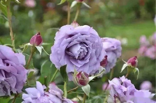 诺瓦里斯9绿眼睛(绿心)8暗恋的心7威廉和凯瑟琳6新娘钢琴5火热巧克力4