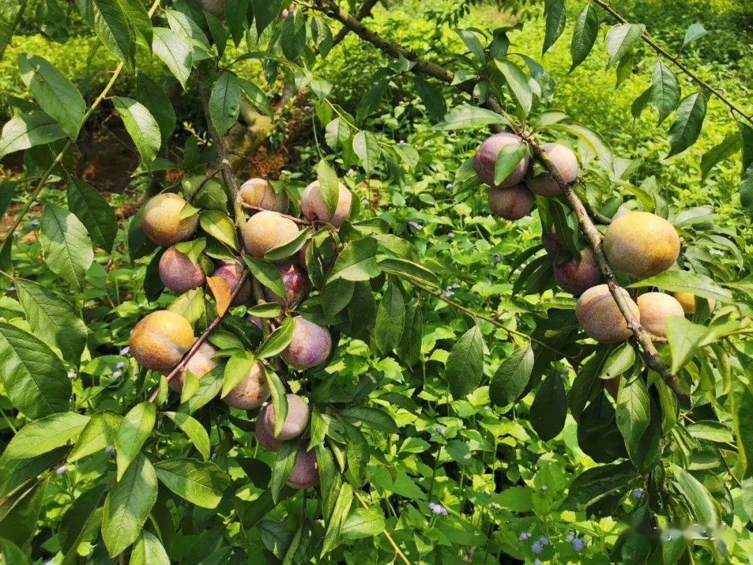 乡镇亮点三里镇打造胭脂李产业链助力决战脱贫攻坚