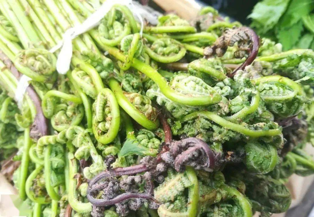 大兴安岭这些山野菜已经上市看看你吃过吗