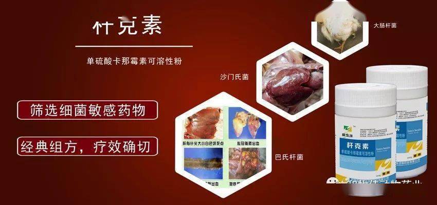 【和牧佳药业】细菌类产品_大肠杆菌