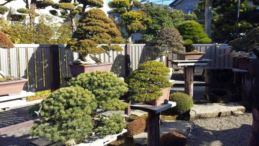 大师级盆景花园美的受不了