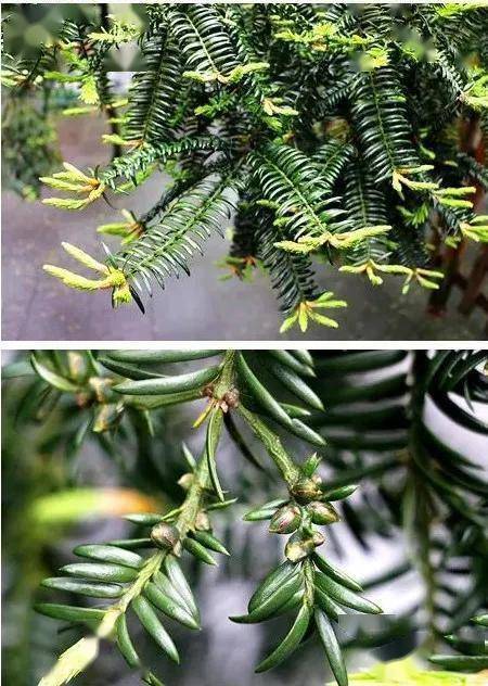 诸暨香榧：千年佳果与现代风味的完美融合