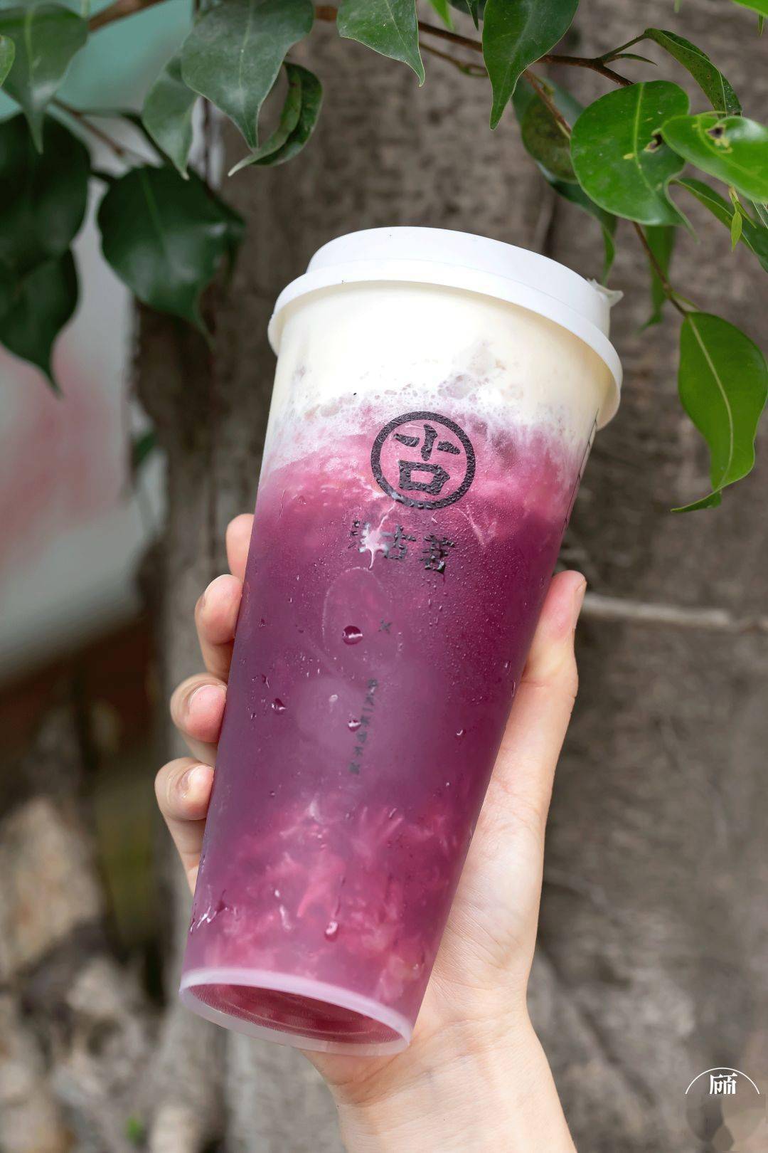 多肉,无核,爆汁,「满杯粉荔」来了