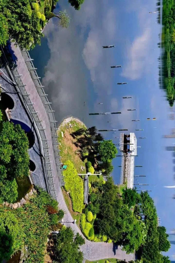 幸福河61家乡水⑧厦门杏林湾湿地变绿肺白鹭伴湖飞