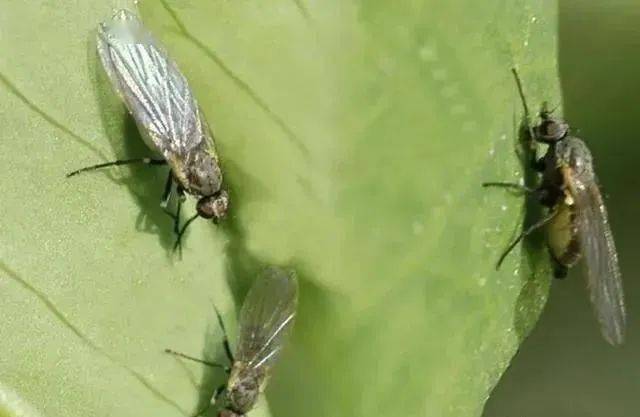 蔬菜上潜叶蝇虫小鬼大擅长叶片上挖地道如何防治