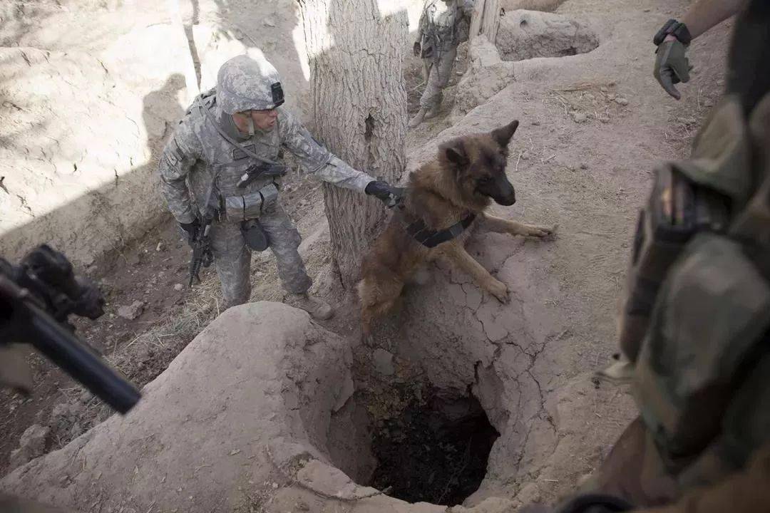 神秘军犬捕杀isis头目有功,带你深度认识一下这群军犬!