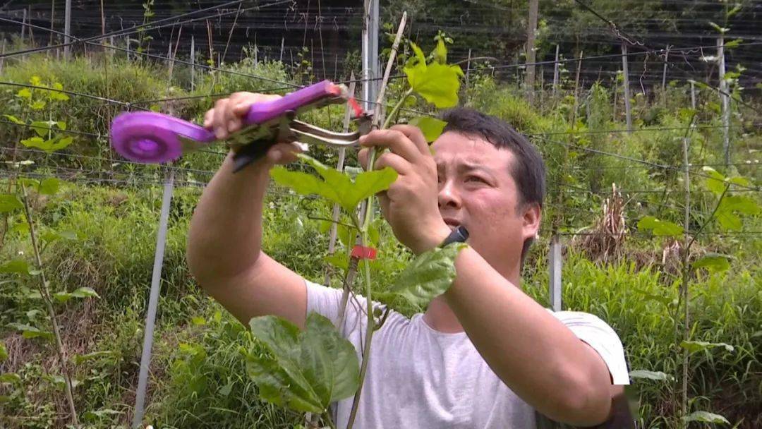 2017年,郭利明流转了10余亩地,开始尝试种植黄金百