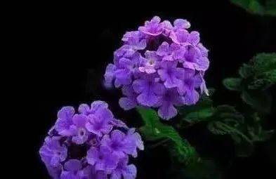 10种蓝紫色系植物赏析 送你一片高贵典雅浪漫的花海 樱丹