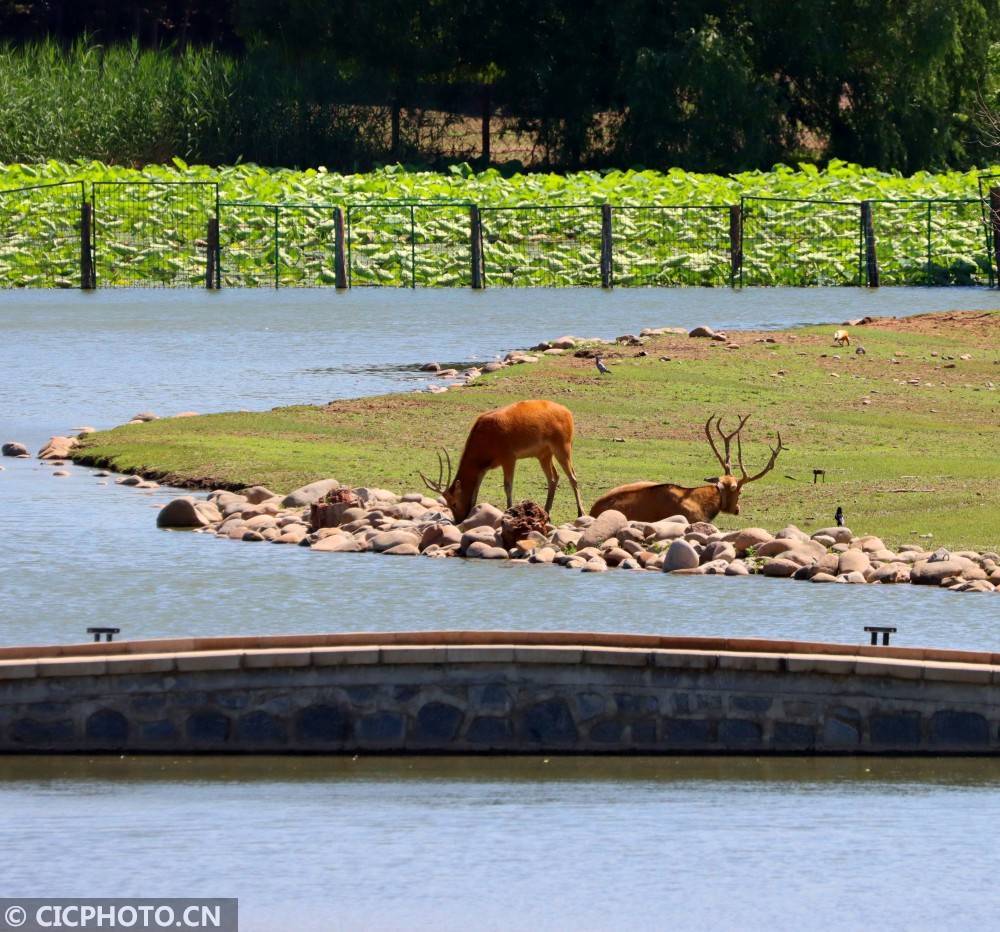 北京:麋鹿苑里动物多