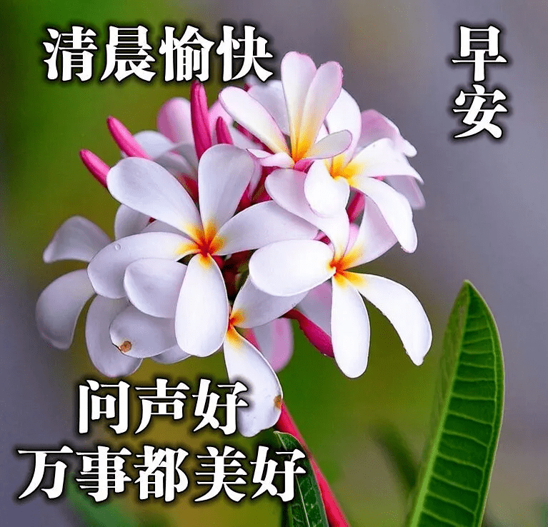 鮮花早上好圖片大全 週四早安祝福語表情專輯