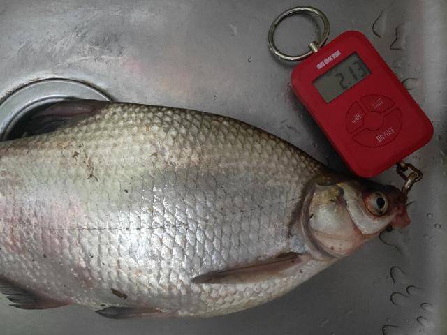 长江鳊鱼结群量不大,鱼群或者底窝附