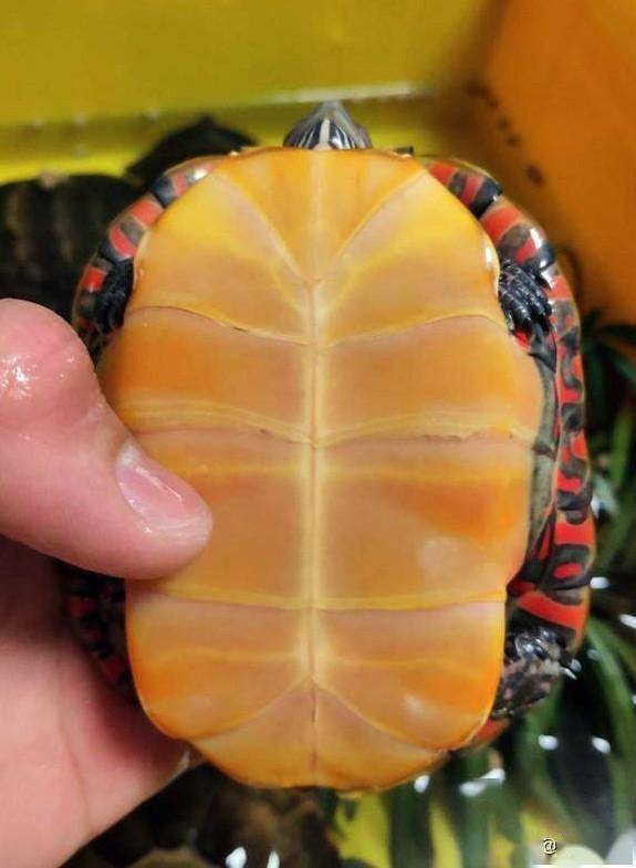 东锦龟很凶图片