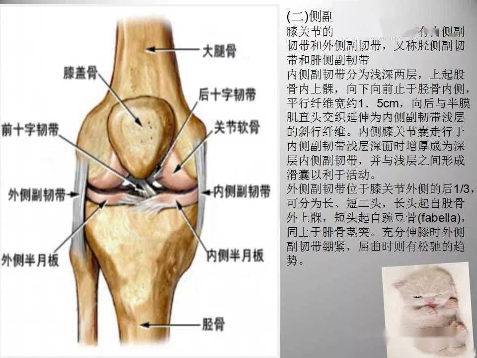 膝关节侧面解剖图图片