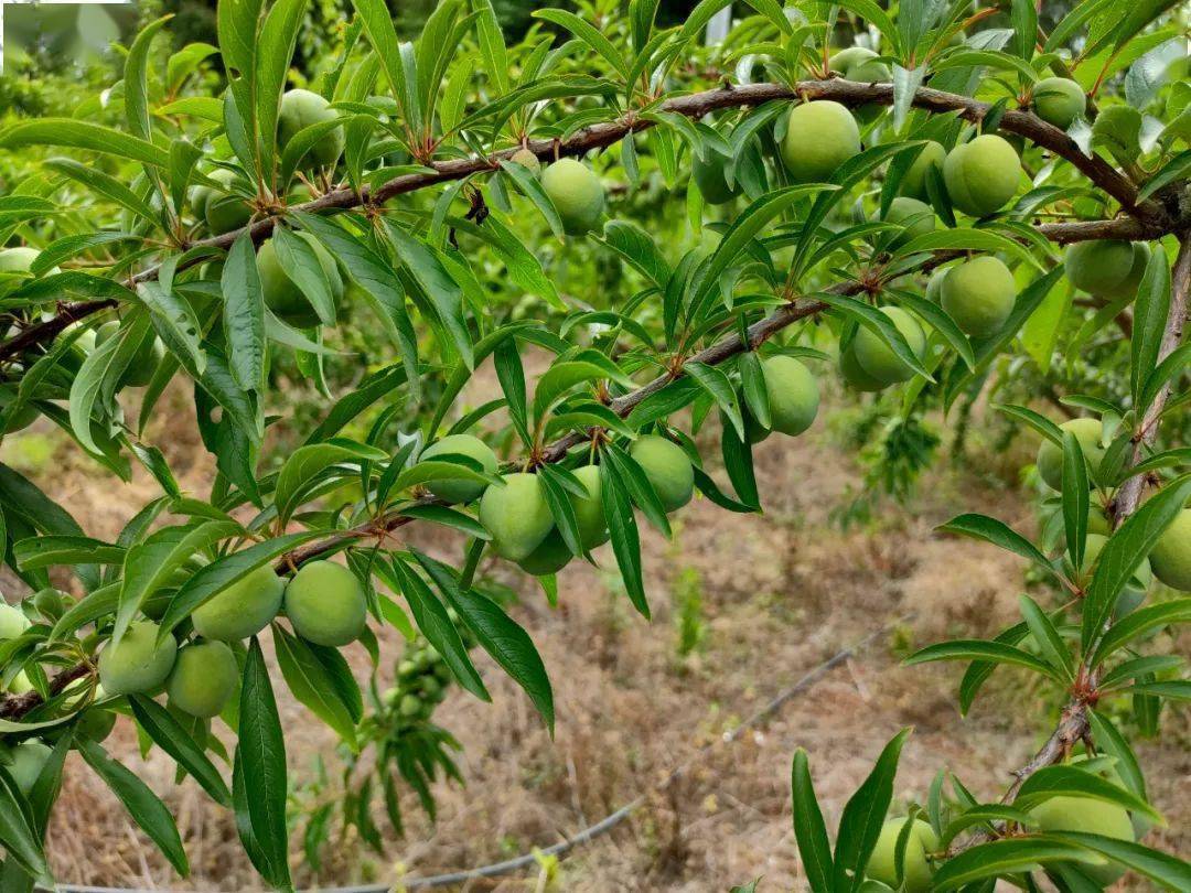 资阳这里有一片"十里桃林",还有福利送给大家!_禾川