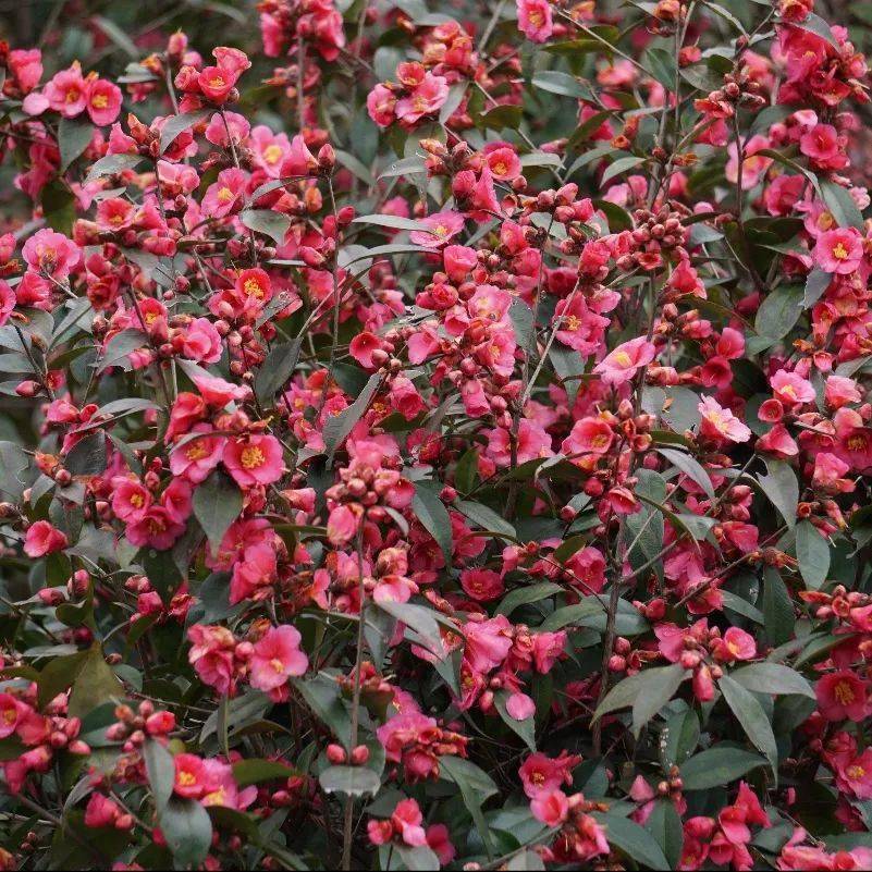 园林优良花灌木之茶花新秀——束花茶花_品种