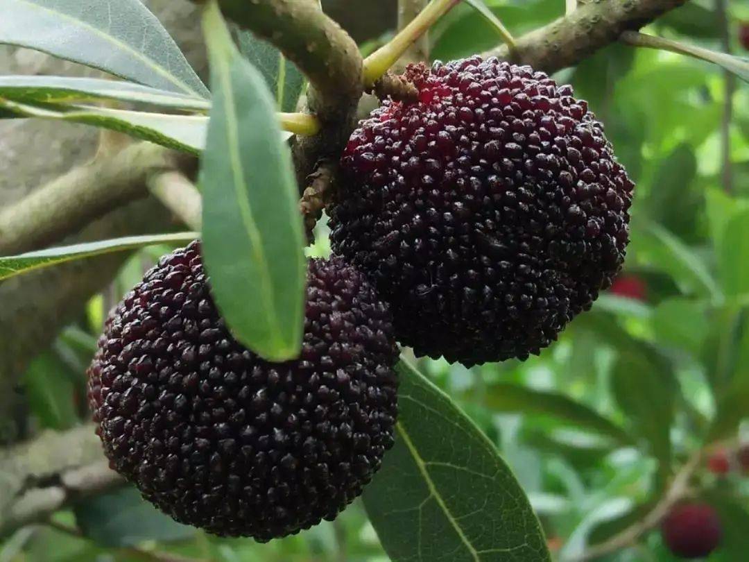 高产舟山晚稻杨梅消息来了今年价格