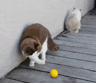 一只猫打另一只猫动图图片