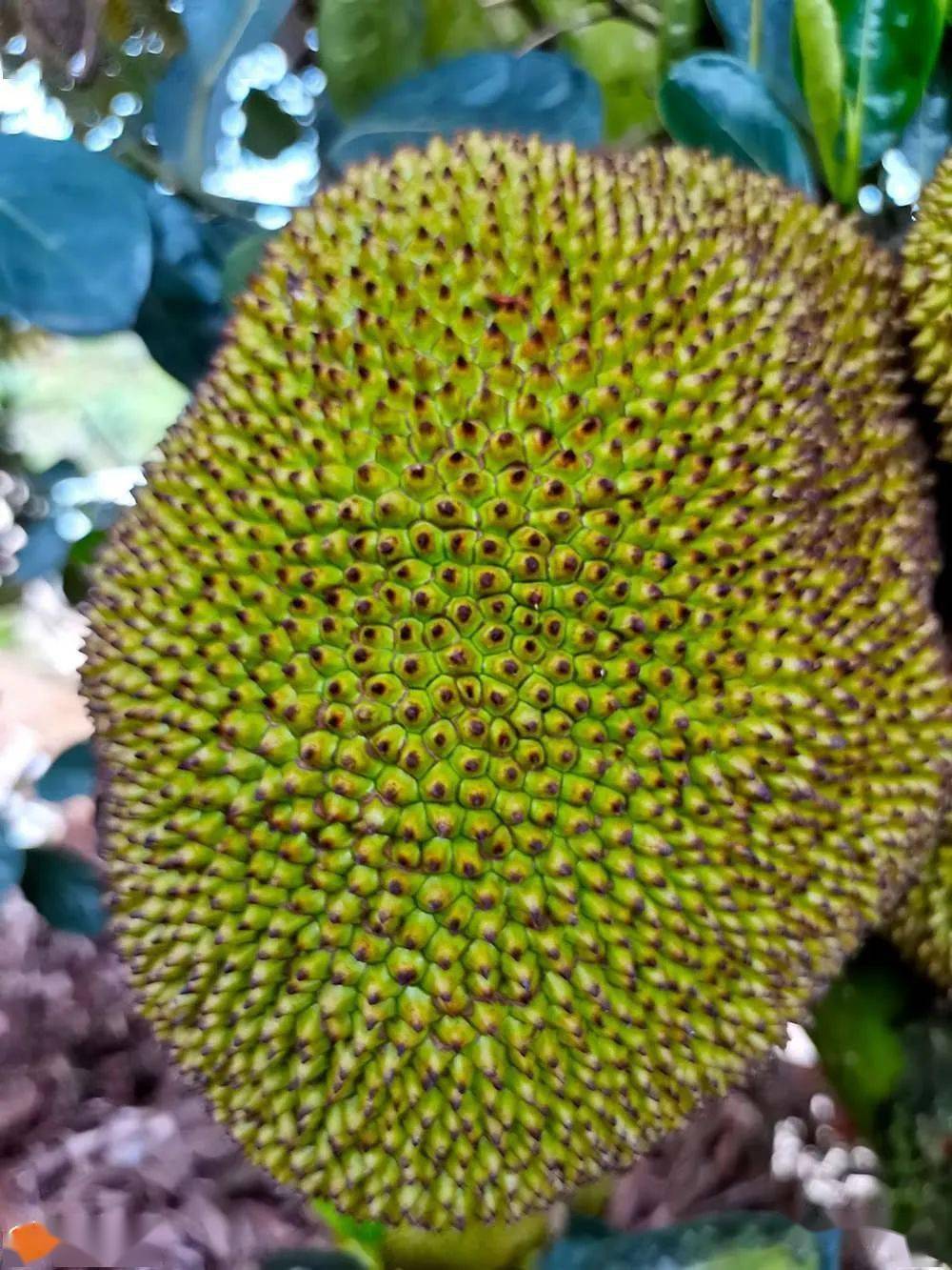 罕见浦北樟家这棵木菠萝树真牛结出上百个木菠萝