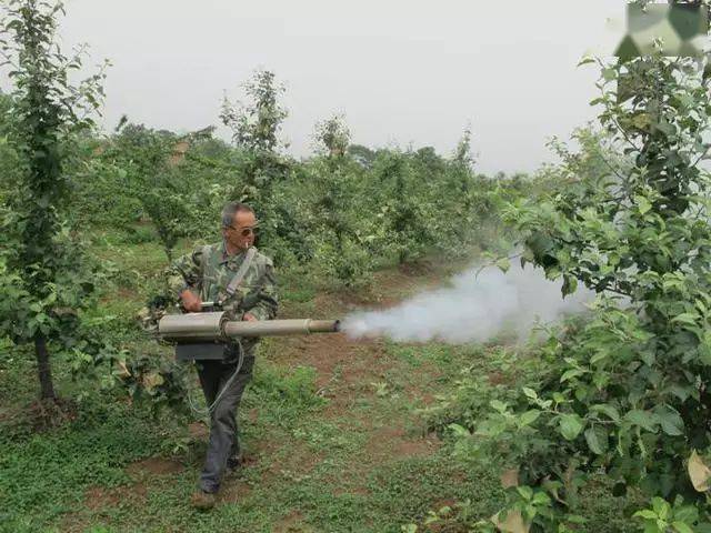 【管理】38℃高温来袭,夏季苹果打药要注意哪些问题?