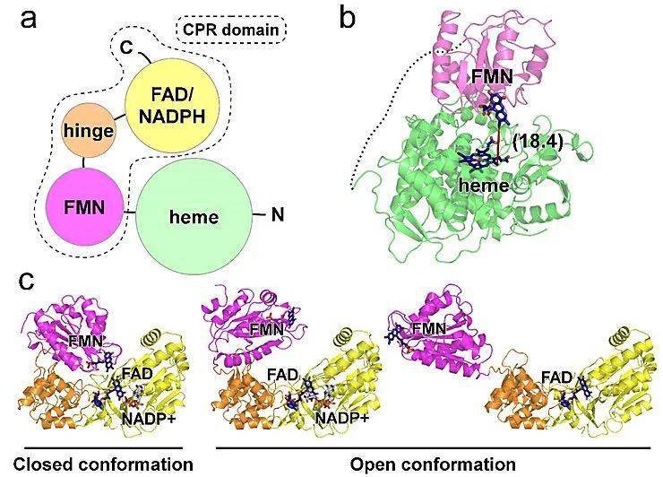 (heme) 结构域,与碳端的p450还原酶 (c-terminal nadph:cytochrome