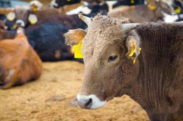 養殖公牛還是母牛更賺錢看完這3點對比心裡有答案了