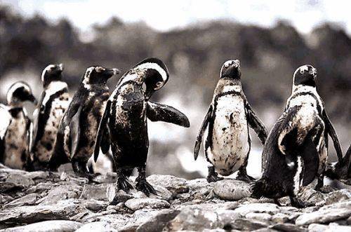 海龟被人类随手丢进海洋的垃圾缠住全球变暖冰川融化 北极熊失去家园