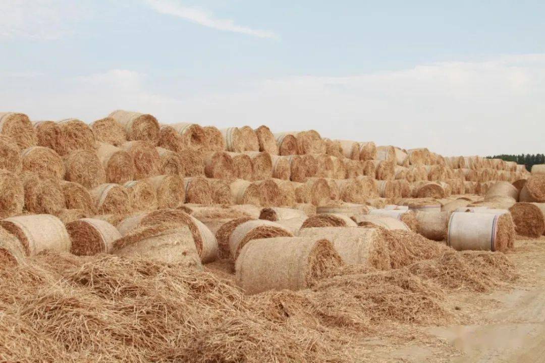 把秸秆堆成金色长城,洙湖这个村真会"玩"