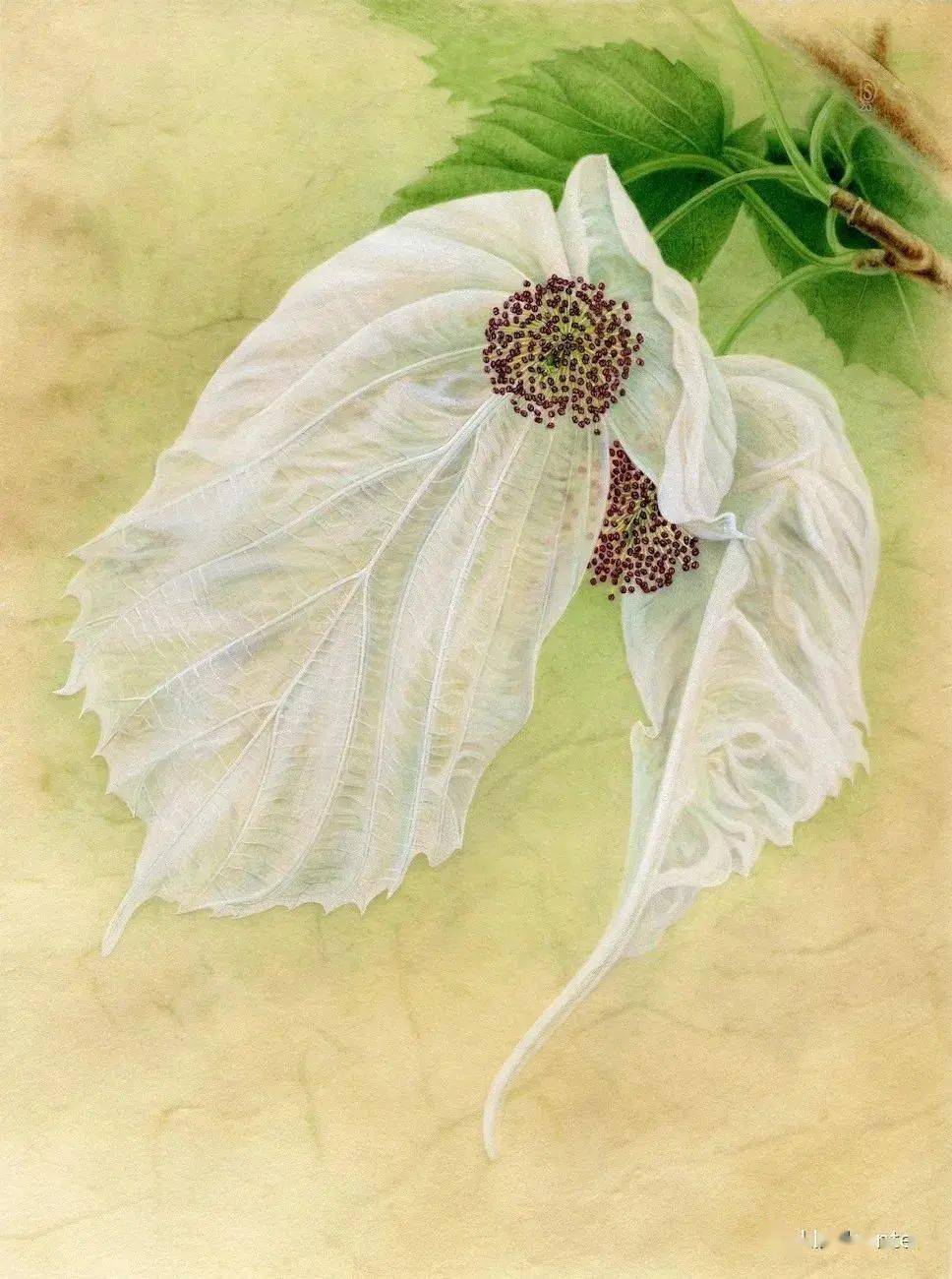 动态|我公司员工作品参加"影响世界的中国植物-lian博物绘画巡展2020