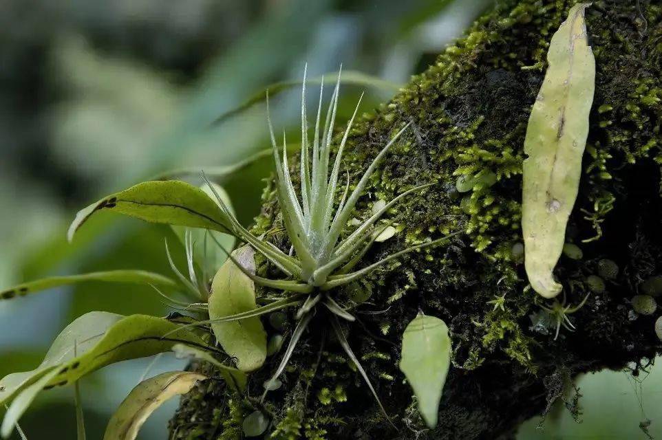 原生之美野生空凤欣赏