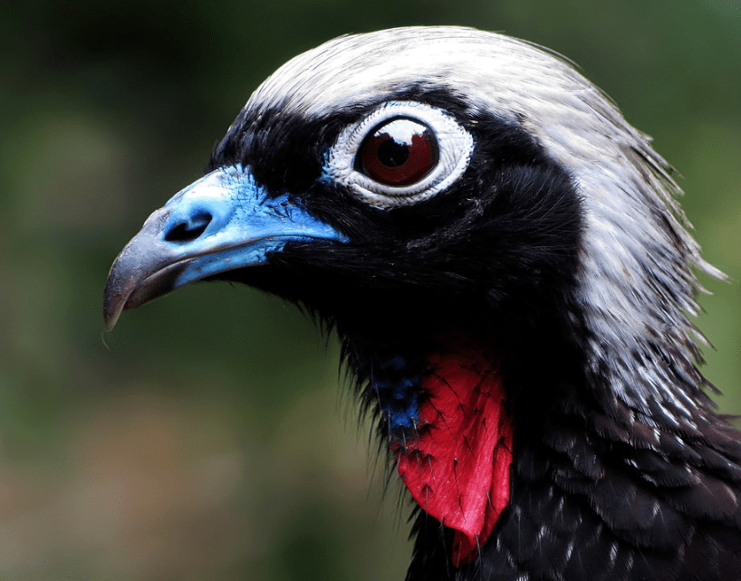 67大自然越来越少的濒危凤冠雉黑额鸣冠雉