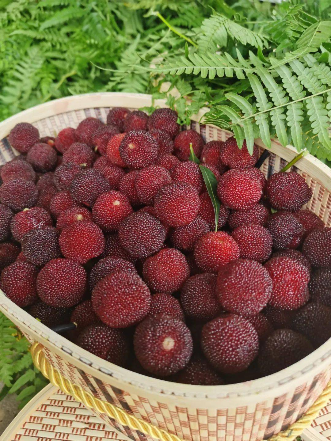 二都杨梅基地当日直送早上摘上午送