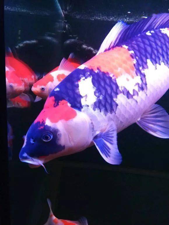 一尾重墨昭和锦鲤50华丽而矫健惊艳