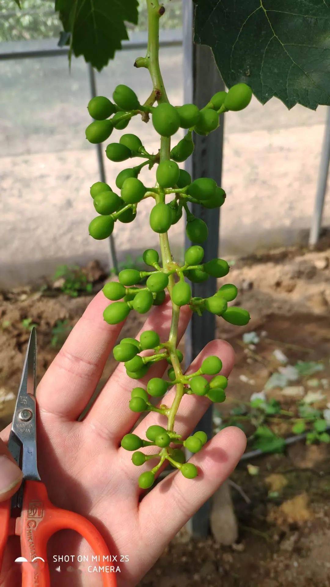 万云忠老师指导)(去年10月31号拍摄, 放了两个多月的阳光玫瑰,张忠挺