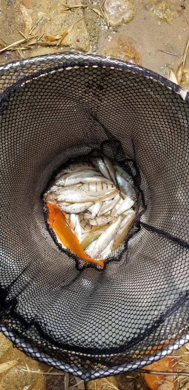 湖库鱼情低迷转战溪流收货惊喜