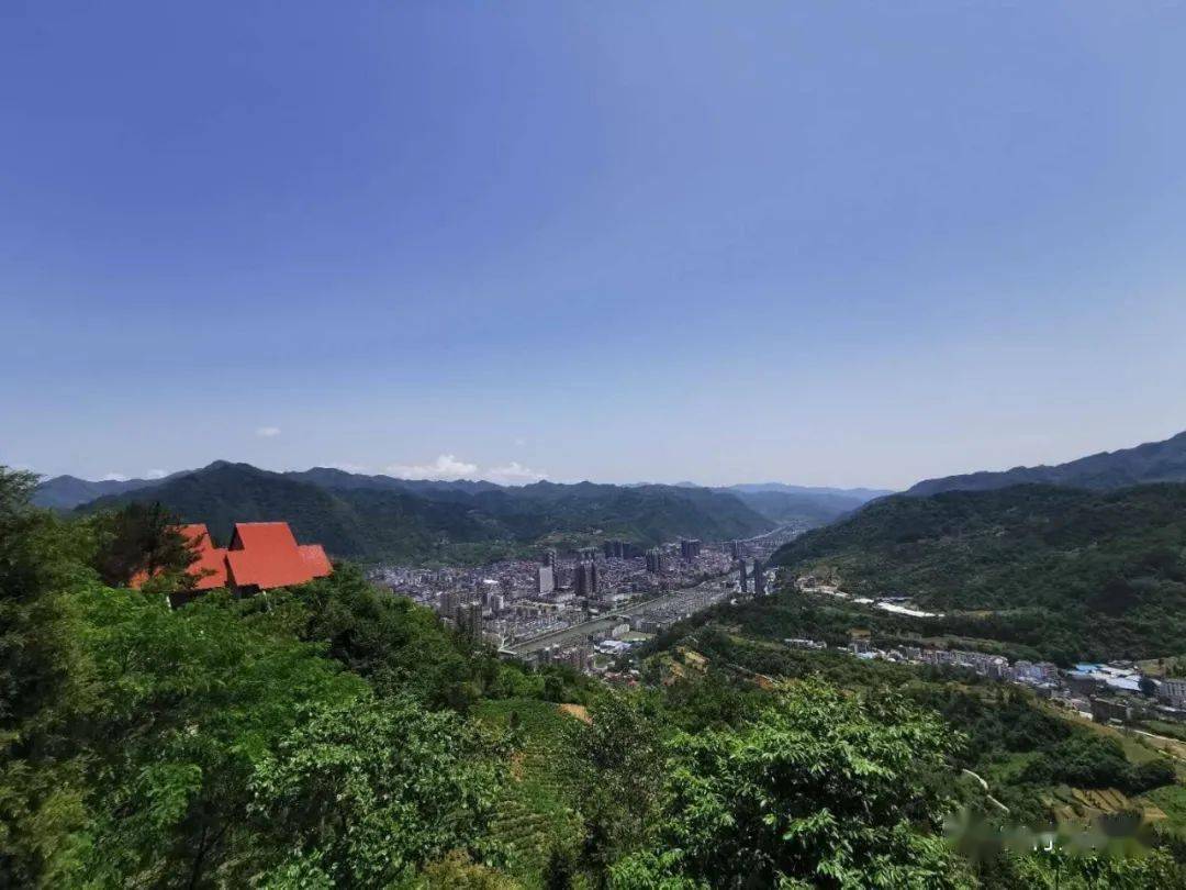 明日剧透|马盘山上古茶新_平利县