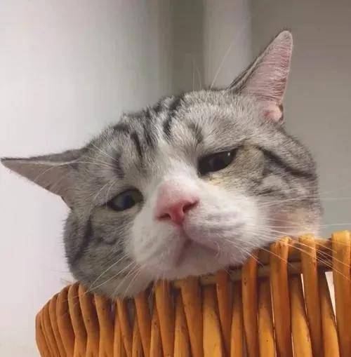 我寻思着一只猫咪能"丧"到什么程度,直到我看到了它_表情