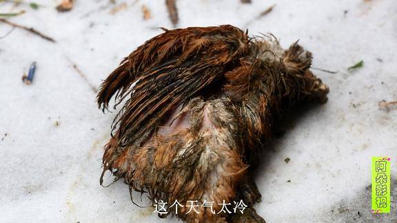 天气太冷鸡被冻死贵州大姐配上这两样辣椒一炒比活鸡还好吃