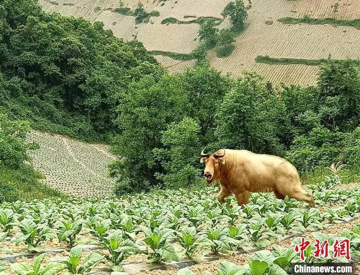 湖北十堰发现国家一级保护动物野生羚牛 竹溪