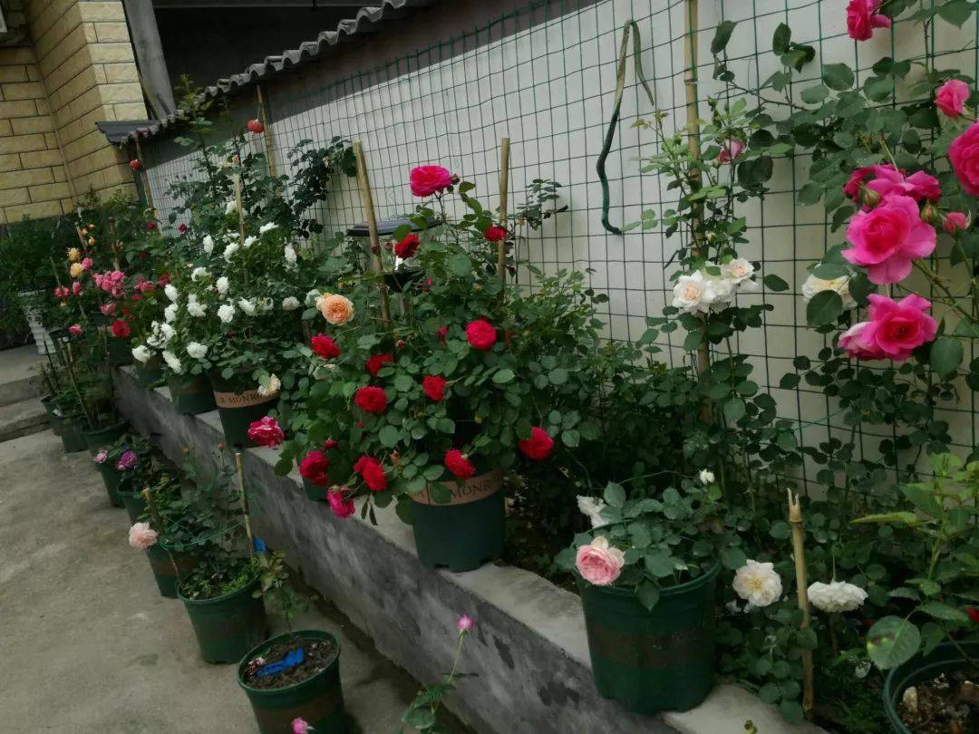 大叔回农村花3天时间造出一个月季花园真让人佩服