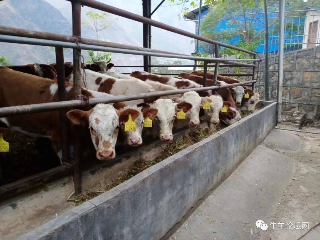 给牛驱虫你做对了吗