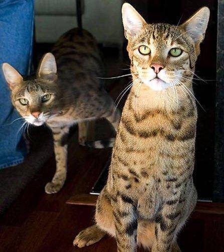 世界最贵的猫咪品种top5第一名真土豪才能养得起