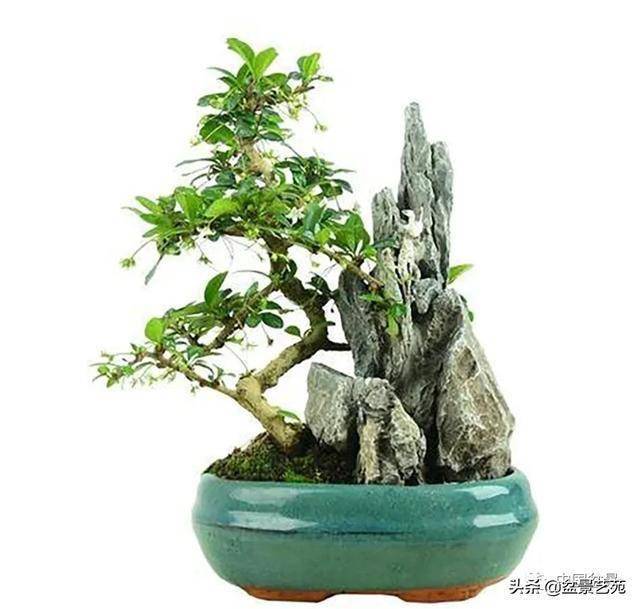 小叶福建茶盆景新作欣赏