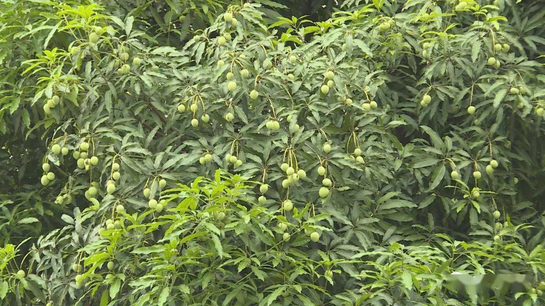 扁桃树是富宁县城主要的景观树种之一,一年四季披着绿色的外衣,盛夏挂